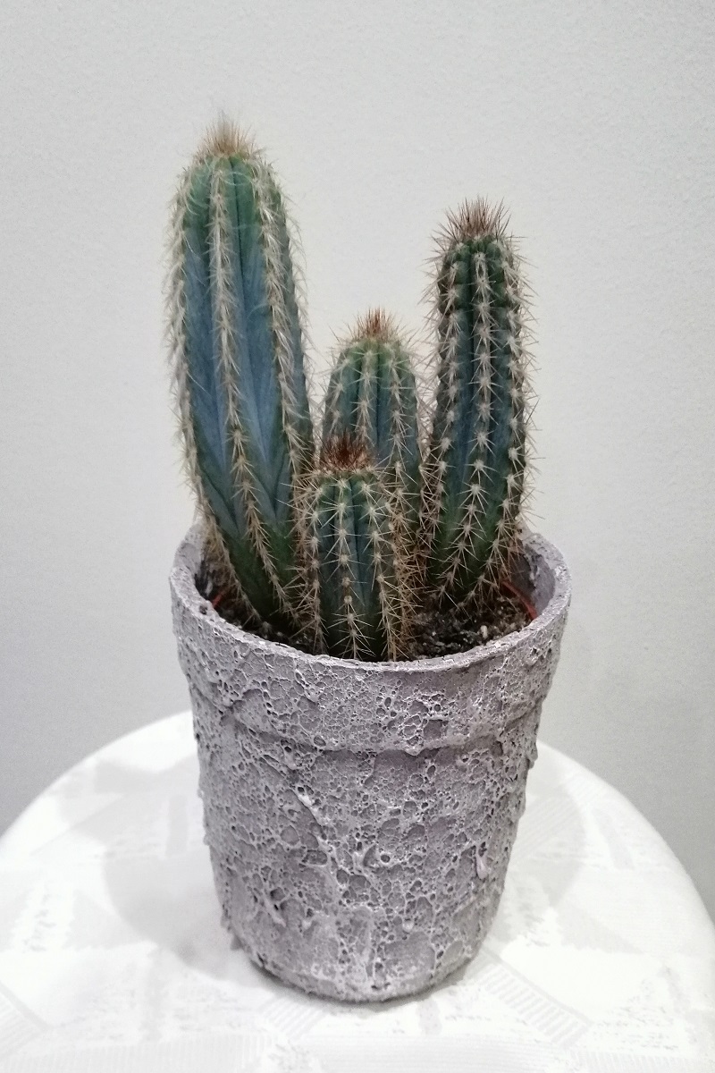 Sutun Kaktus Pilosocereus Azureus 20 Cm Bodurbitki Com Meyve Fidanlari Ve Sus Bitkileri